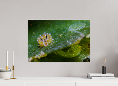 59.5 x 40 cm, ChromaLuxe HD Metal Print Shaun