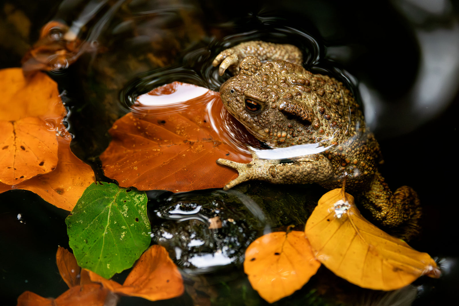 Autumn