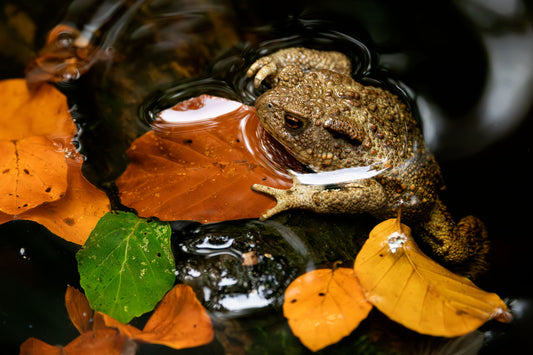 Autumn