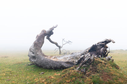 Vestige