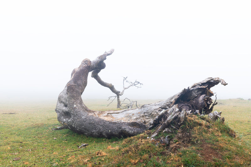 Vestige