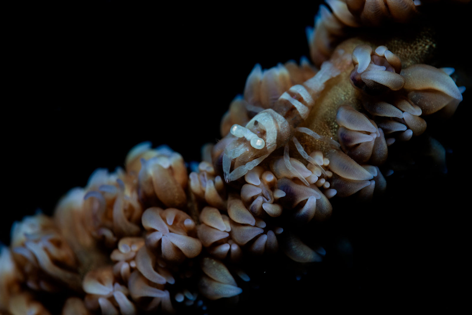 Harmony
