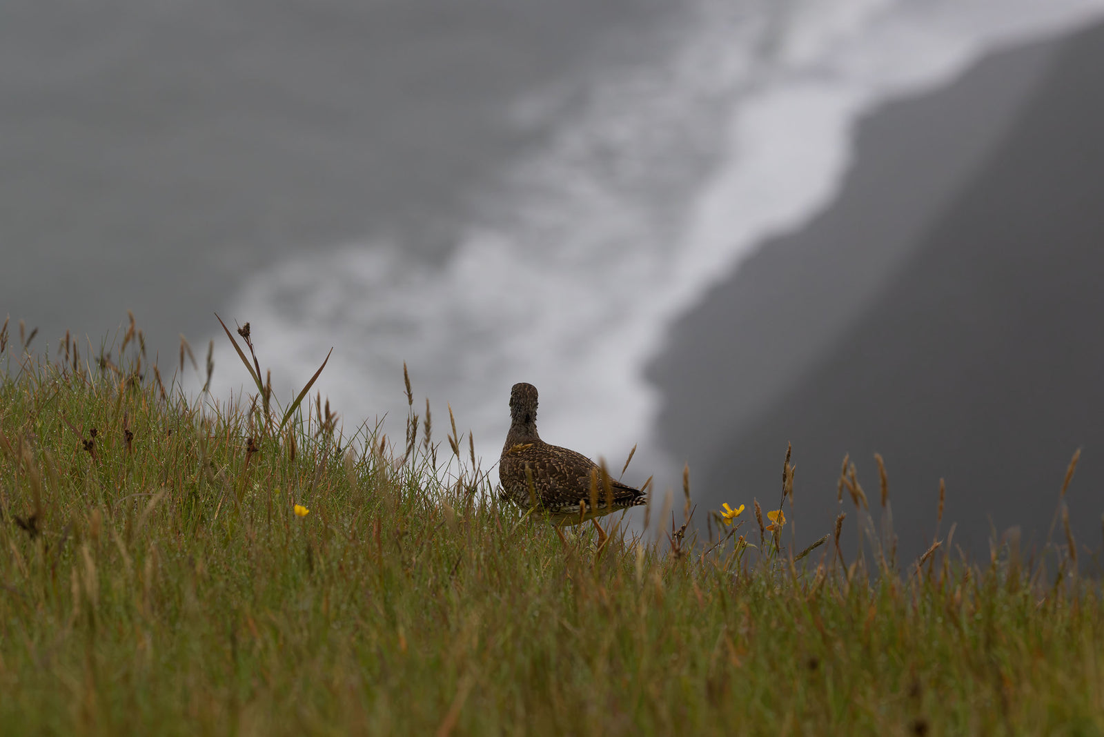 The Observer