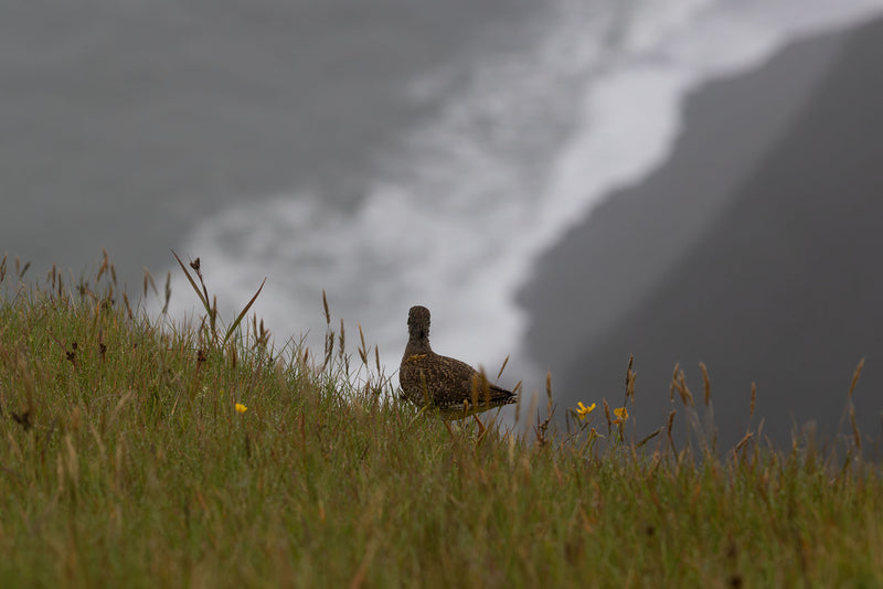 The Observer