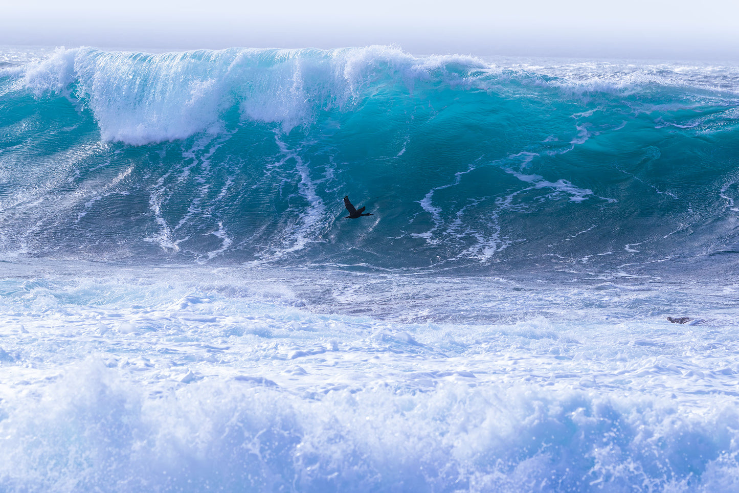 The Surfer